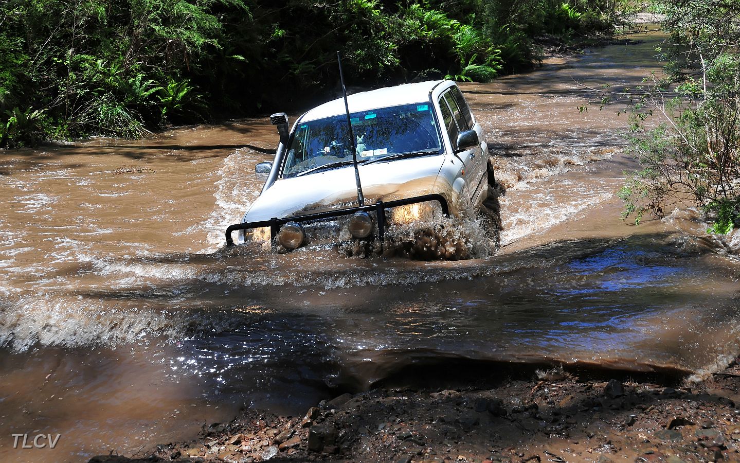 26-Hoppy makes waves in the Ben Cruachan Creek.jpg